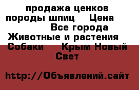 продажа ценков породы шпиц  › Цена ­ 35 000 - Все города Животные и растения » Собаки   . Крым,Новый Свет